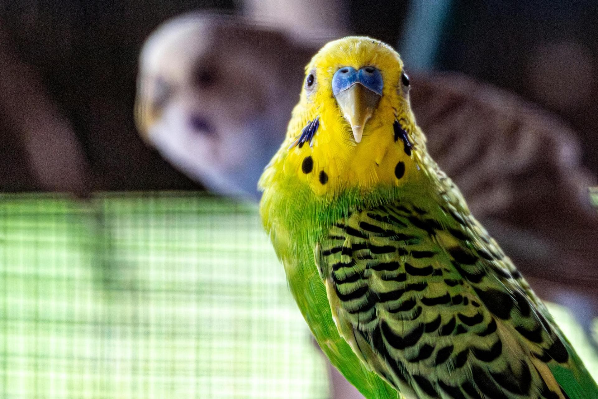 Specialist Vets in Accrington